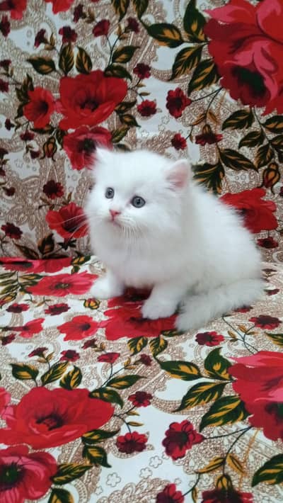 triple coated bhalo male kitten  03051567711