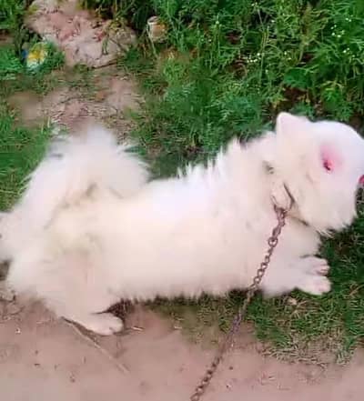 o siez qultiy russain active male for sale