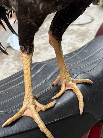 Burmi+vaitnam+Thai+Pakistani