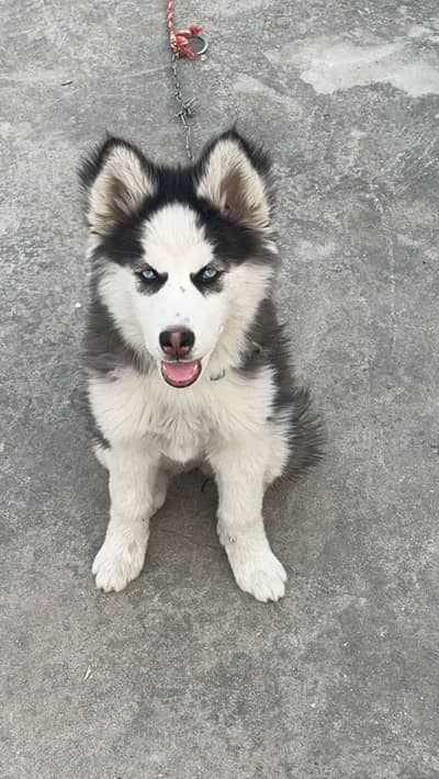 SIBERIAN HUSKY FOR SALE