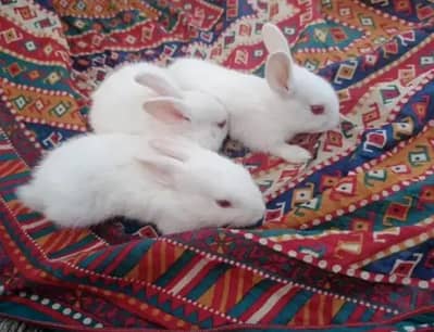 Rabbits bunny 03211431928 WhatsApp