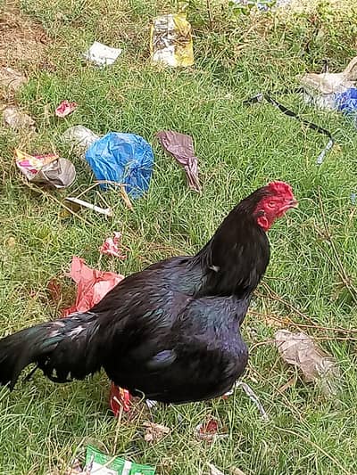 aseel lasani murga for sale