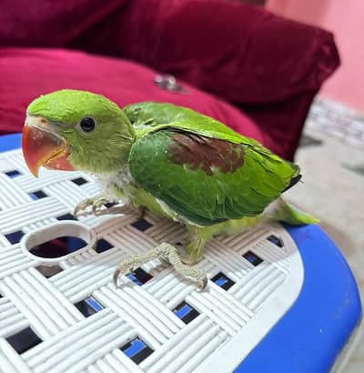 Kashmiri Raw Chick Active Healthy