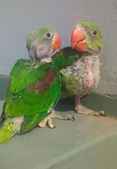 Kashmiri Raw Chicks Pair Active Healthy