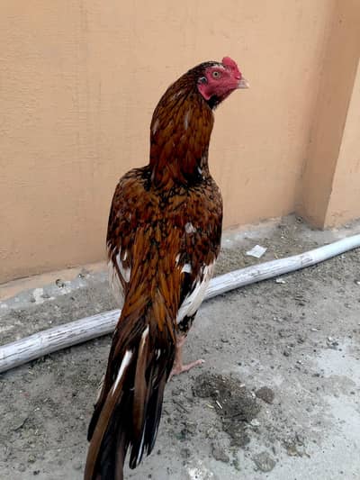 Pure Aseel Murgha for Sale | Healthy & Strong Breed