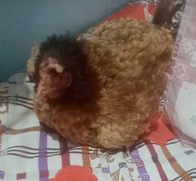 Kurak madiyain for sale hain dasi or aseel