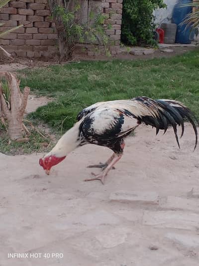 Aseel murgha for sale