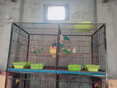 love birds breader pair for sale