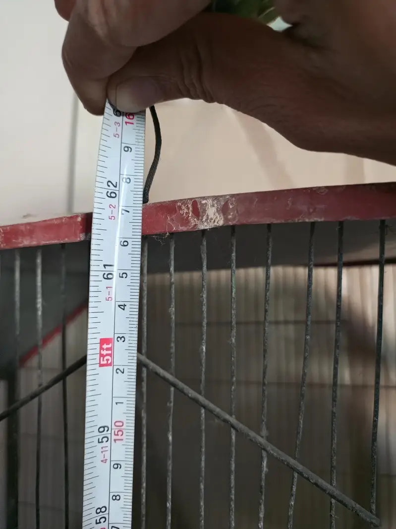 cage for birds — photo 3