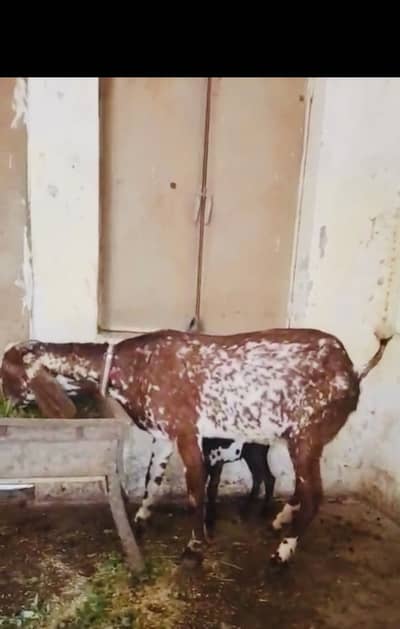 3 rdr times cross with nagar bakra very beautiful height and length .