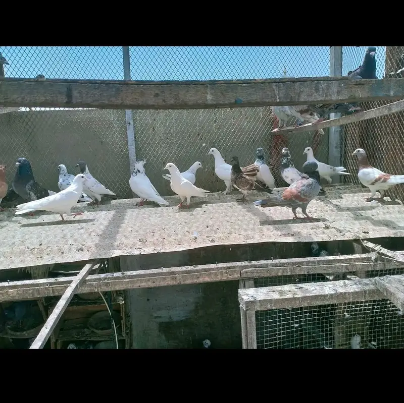 Mix pigeons ghola kabli 1000rs / piece — photo 2