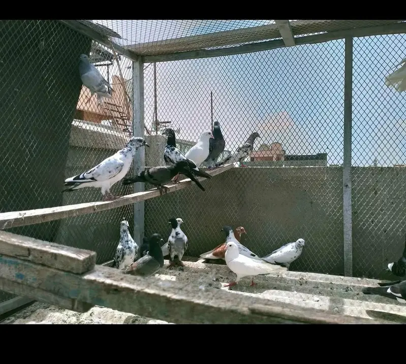 Mix pigeons ghola kabli 1000rs / piece — photo 3