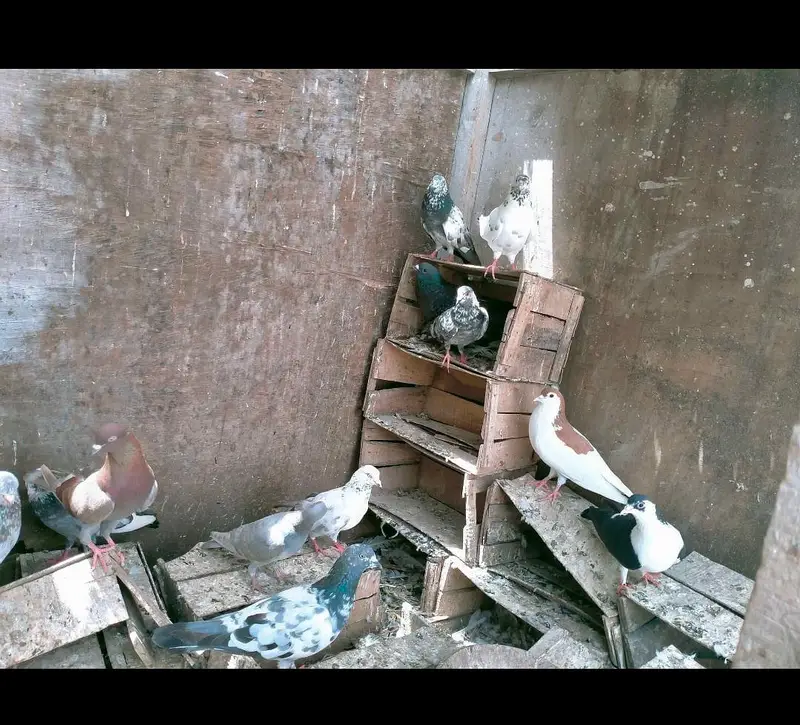 Mix pigeons ghola kabli 1000rs / piece — photo 4