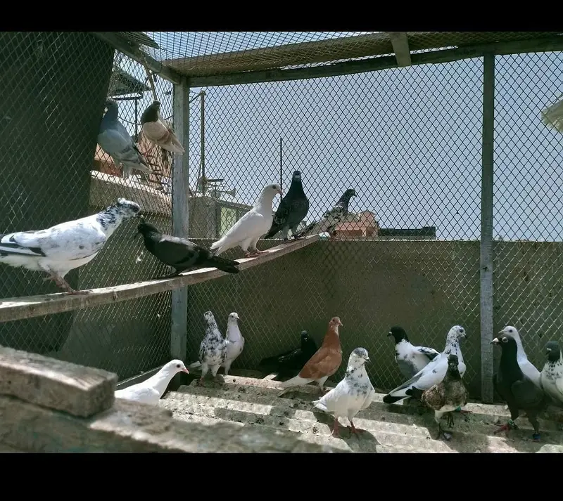 Mix pigeons ghola kabli 1000rs / piece — photo 5