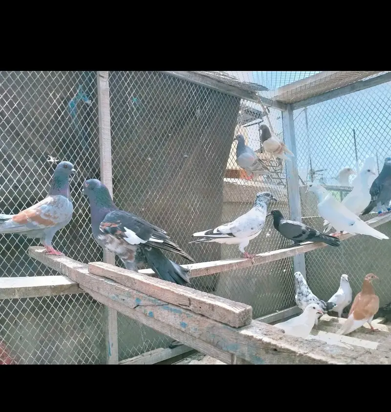 Mix pigeons ghola kabli 1000rs / piece — photo 6