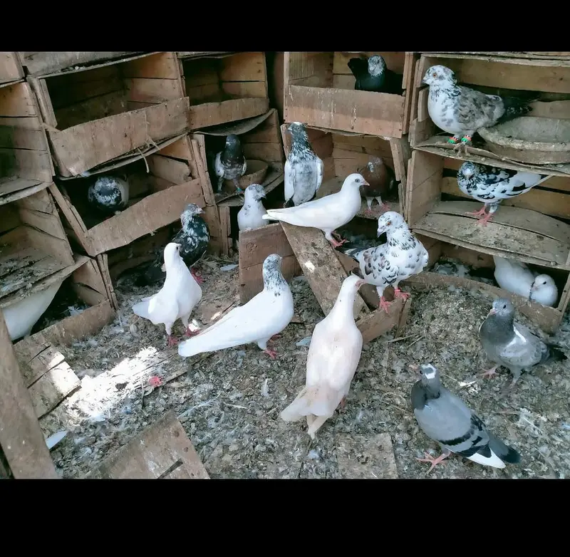 Mix pigeons ghola kabli 1000rs / piece — photo 7