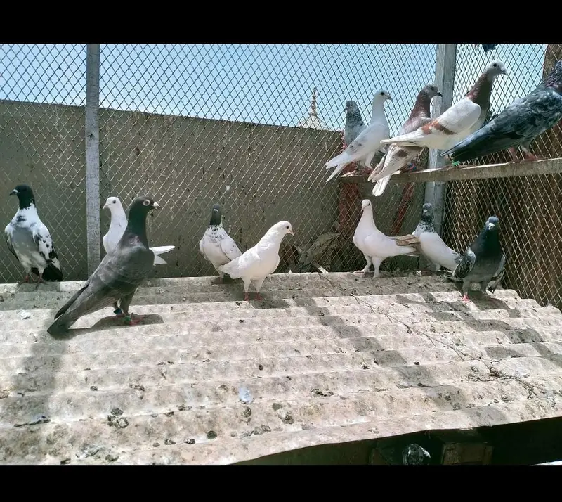 Mix pigeons ghola kabli 1000rs / piece — photo 8