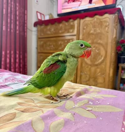 Kashmiri Raw Chick Male Hand Team