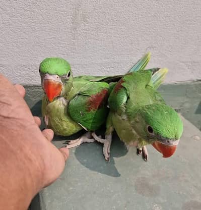 Kashmiri Raw Chicks Pair Active Healthy