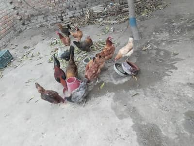 golden misri hens Andy da Rahi h