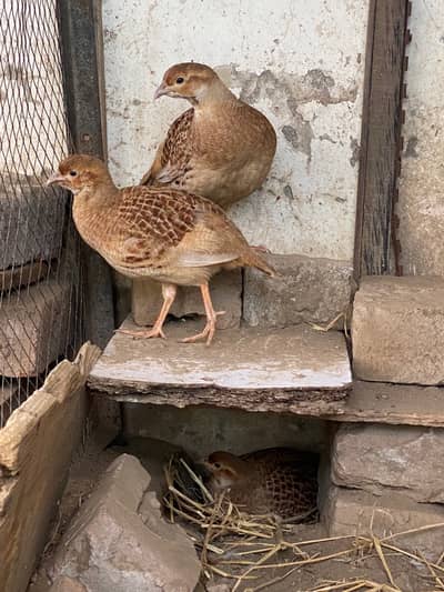 Breeder Irani Teeter (3 Pairs and one Single Female)