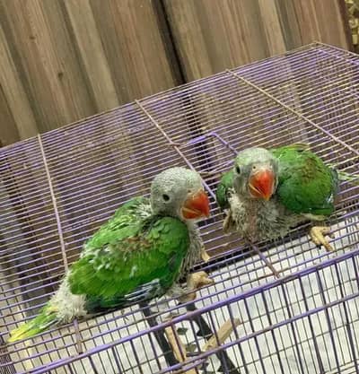 Kashmiri Raw Chicks Active Healthy