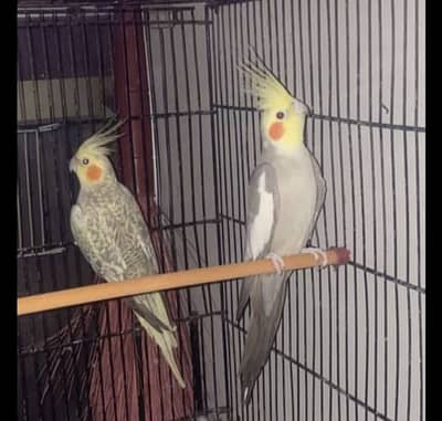 cocktall parrot for sale 1 pair or 1 male 03230436004