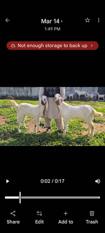 pure rajanpuri bakray