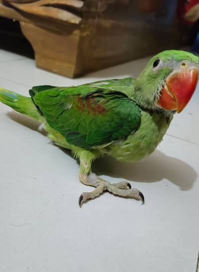 Kashmiri Raw Chick Male Active Healthy