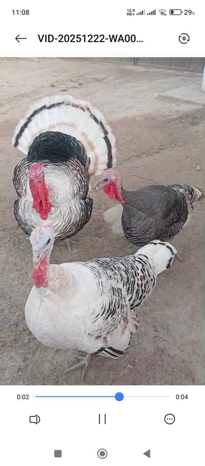 Turkey available one male 2 female