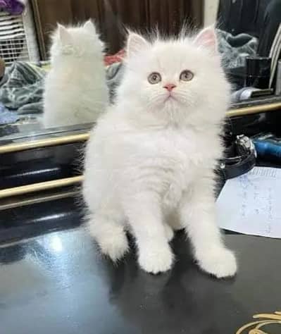 Persian kitten Female Triple Coated