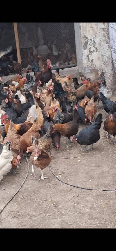 Desi Murghian | Desi Eggs | Pure Desi Murghay