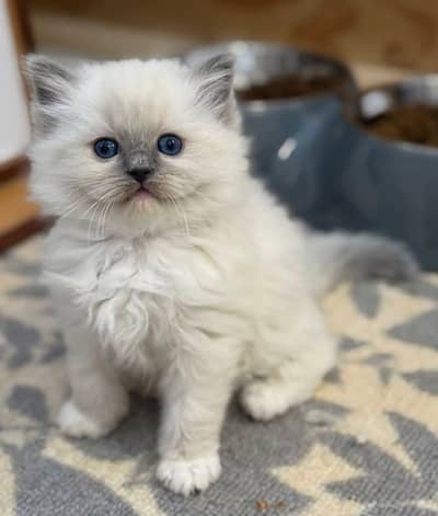 Persian kitten Female Triple Coated