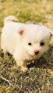 Russian poodle crass