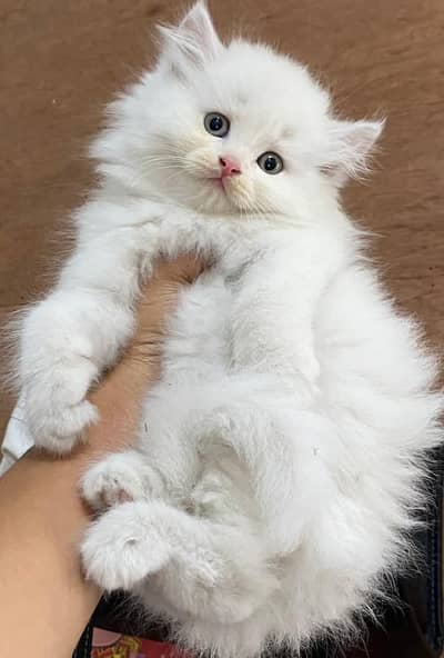 Persian kitten Female Punch Face