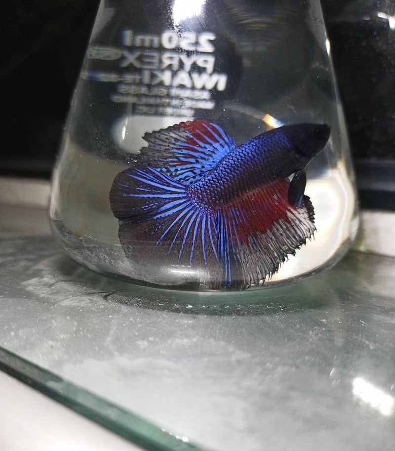 Betta fish 0