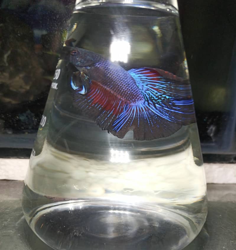 Betta fish 1