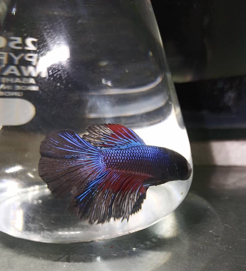 Betta fish 2