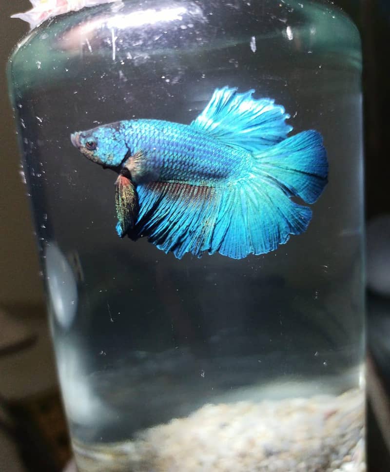 Betta fish 4