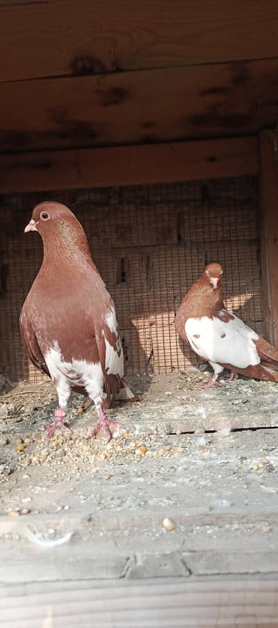 Khal kalyary and Highflyer