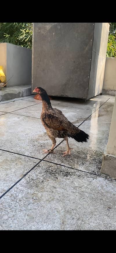 4 high quality aseel hens for sale