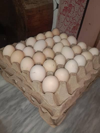Desi organic Chicken  & eggs 