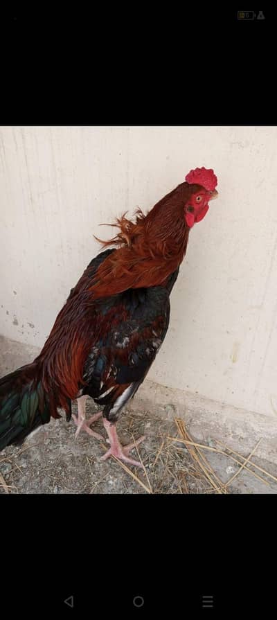 aseel mianwali murga