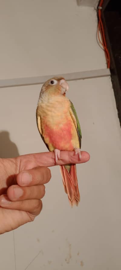cocktails and conures chicks available