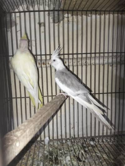 common white x white face cocktail pair for sale