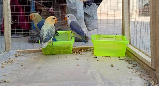 3 Beautiful Lovebirds for Sale – Healthy & Active