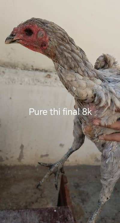 Pure Thai female + main wali male