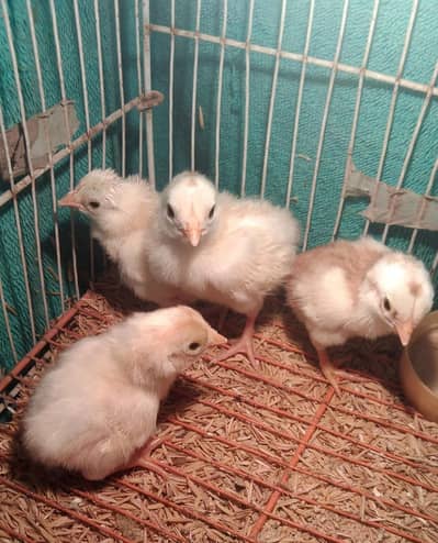 heera aseel male chick's