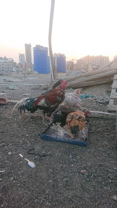 6 Hens 2 Cock 1 Baby(Male)
