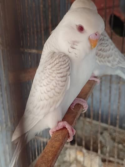 Budgies Fellow Undersize